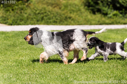 Image of English Cocker Spaniel puppy