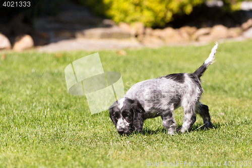 Image of English Cocker Spaniel puppy