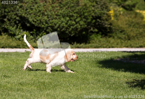 Image of English Cocker Spaniel puppy