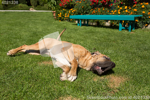 Image of female of Fila Brasileiro (Brazilian Mastiff)