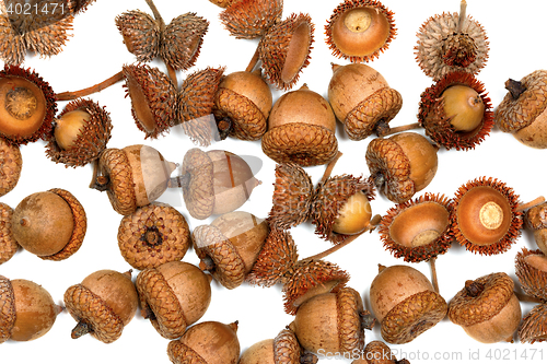 Image of Autumn acorns on white background