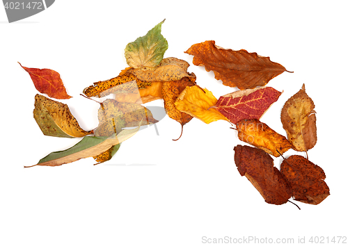 Image of Multicolor autumn dry leafs