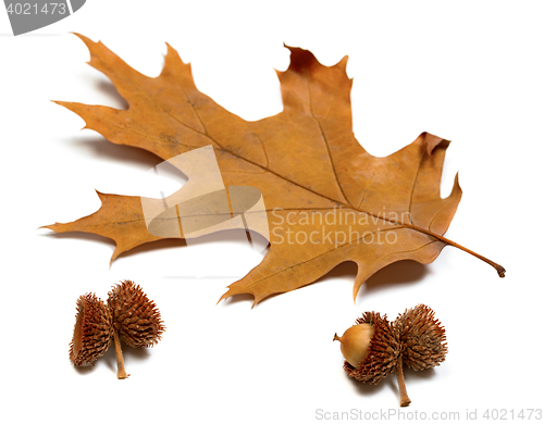 Image of Autumn dried leaf of oak and acorns