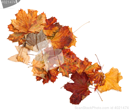 Image of Autumn dry maple leafs