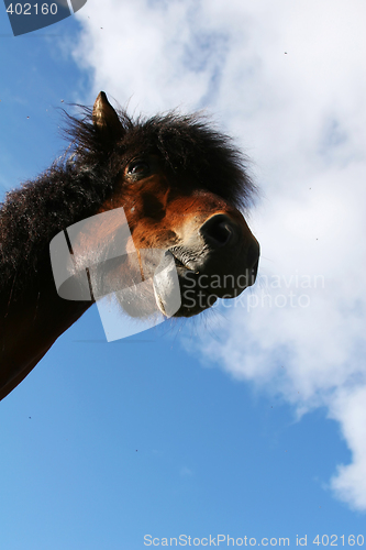 Image of horse head