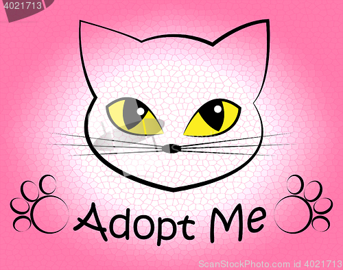 Image of Cat Adoption Shows Kitten Kitty And Felines