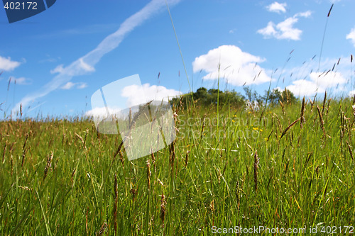 Image of summer field