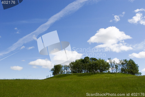 Image of summer trees