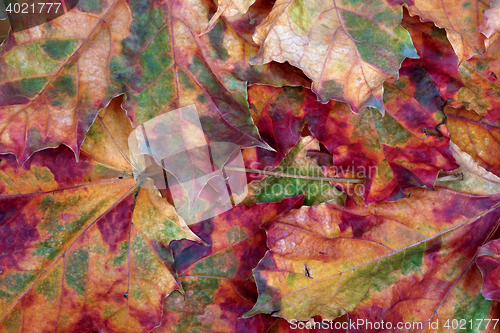 Image of Autumn maple-leafs background