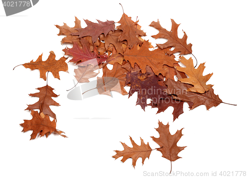 Image of Autumn dried leafs of oak