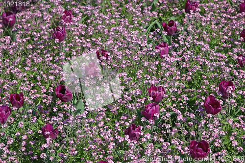 Image of Purple Flowers