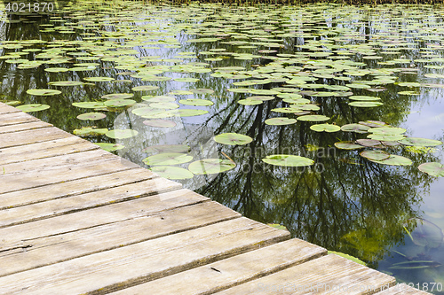 Image of Jetty with water lilies