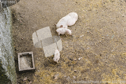 Image of Three pigs