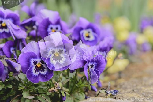 Image of Pansy flower Graz Austria