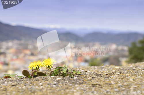 Image of Dandelion with cityscape Graz Austria