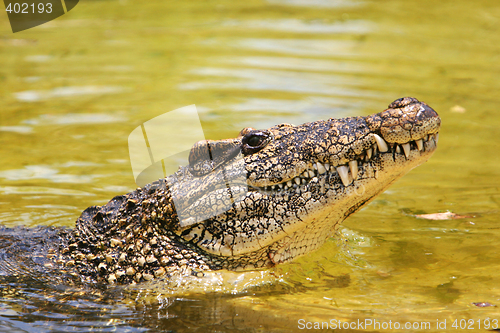 Image of Cuban croc