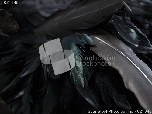 Image of different size feathers in a pattern for naturistic background