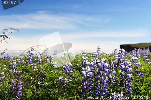 Image of lupin closeup