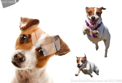 Image of Cute and Energetic Jack Russell Terrier Dog Set