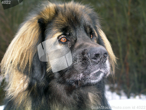 Image of Leonberger