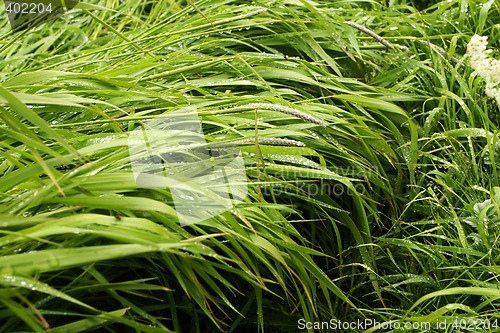 Image of Dew grass