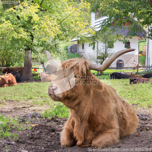 Image of Red haired Scottish highlander cow.