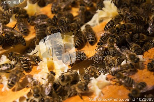 Image of Bee Colony