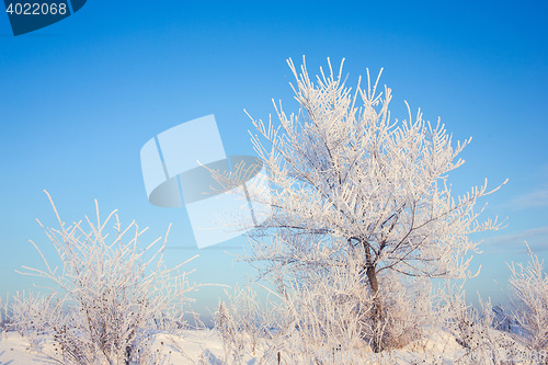 Image of Winter tree in a field with blue sky