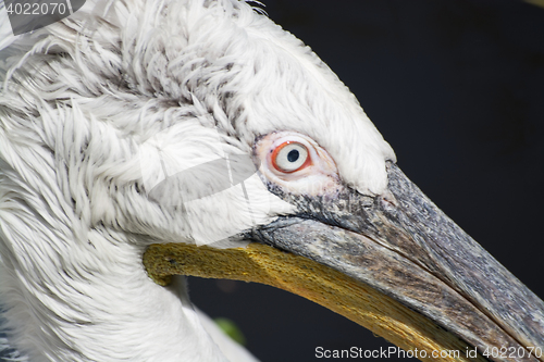 Image of Pelican (Pelecanidae)