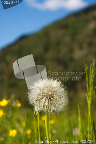 Image of common dandelion (Taraxacum sect. Ruderalia)