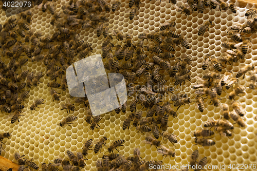 Image of Bee Colony