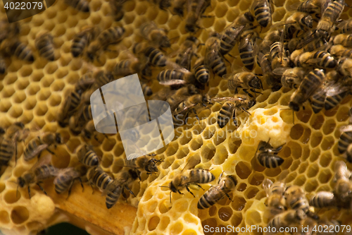 Image of Bee Colony