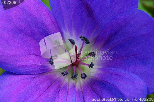 Image of purple flower