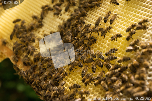 Image of Bee Colony