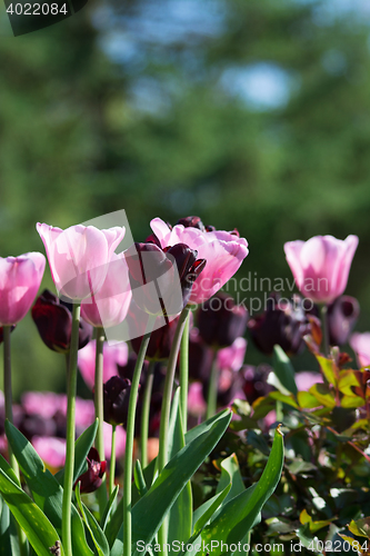 Image of Tulip Blossom in the Netherlands