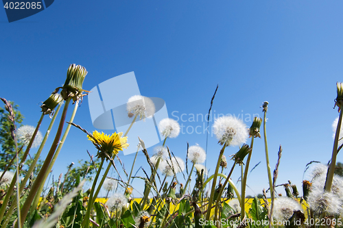 Image of common dandelion (Taraxacum sect. Ruderalia)