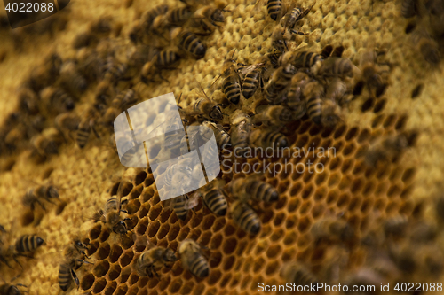 Image of Bee Colony