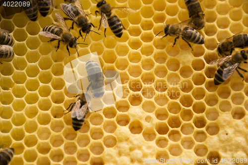 Image of Bee Colony