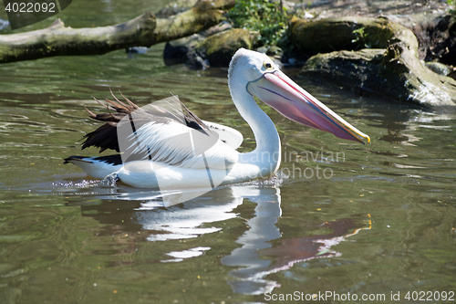 Image of Pelican (Pelecanidae)
