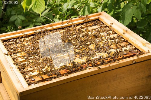 Image of Bee Colony