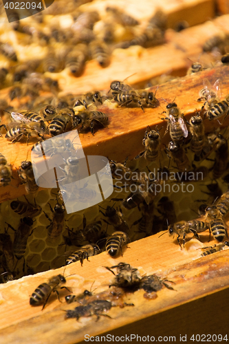 Image of Bee Colony