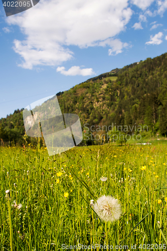 Image of common dandelion (Taraxacum sect. Ruderalia)