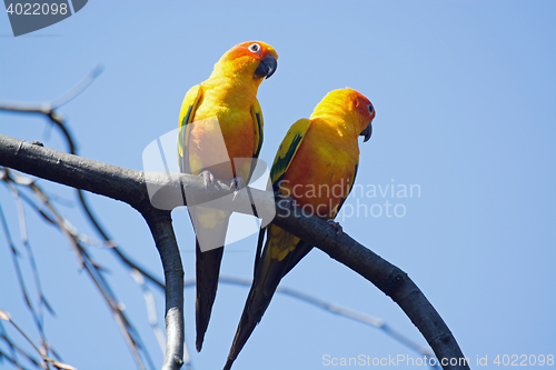 Image of Small Parrot