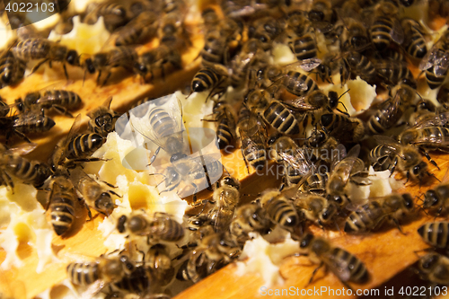 Image of Bee Colony