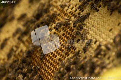 Image of Bee Colony