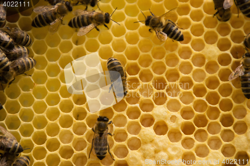 Image of Bee Colony