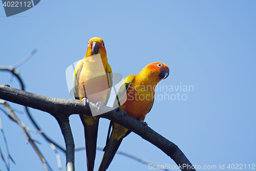 Image of Small Parrot