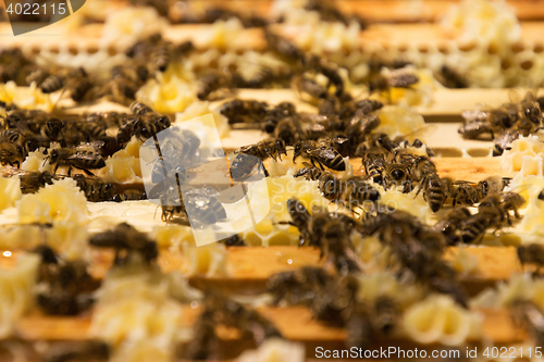 Image of Bee Colony