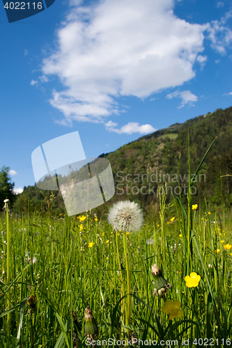 Image of common dandelion (Taraxacum sect. Ruderalia)