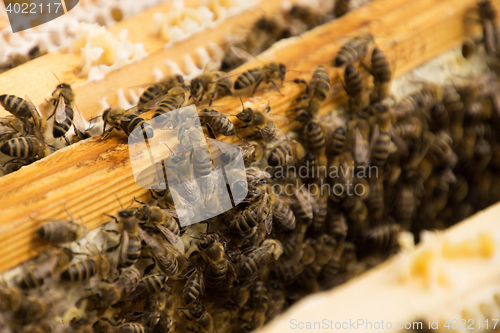 Image of Bee Colony